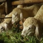 Khutbah Jumat: Mempertahankan Spirit Qurban dan Haji Pasca-Idul Adha