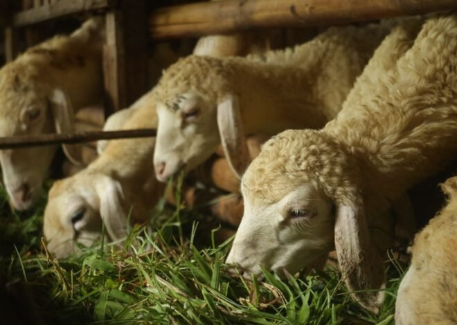Khutbah Jumat: Mempertahankan Spirit Qurban dan Haji Pasca-Idul Adha