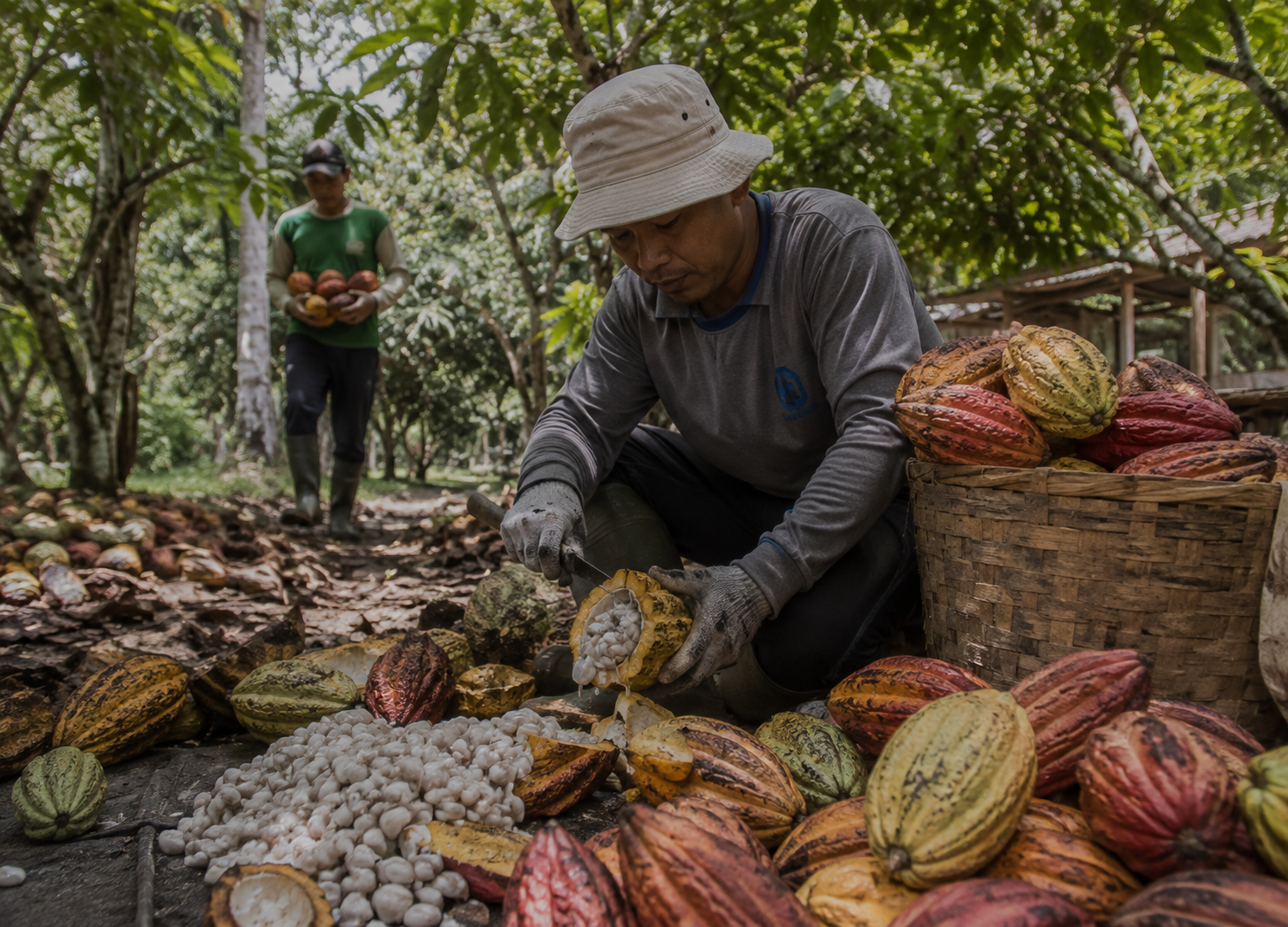 Harga Kakao Naik Drastis Karena Dampak El Nino